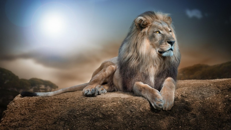 rock, wild animal, lion, big cat, wild, 1080P