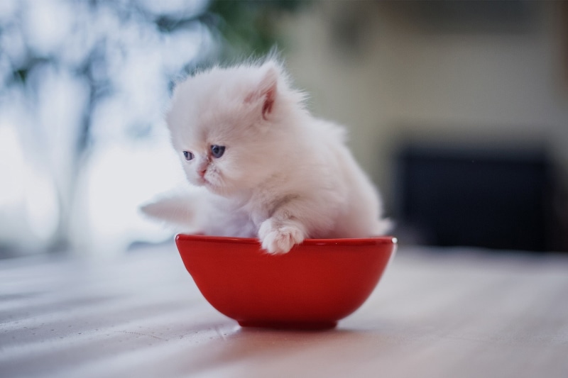 persian cat, domestic animals, indoors, kittens, one animal, table, animal, red, 1080P, animal themes, baby animals, animal head, looking, cat, white color