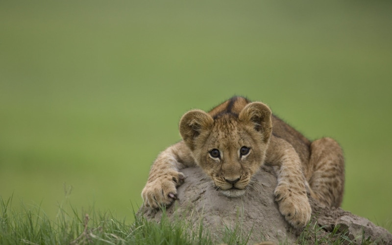 animal wildlife, 1080P, animals, brown, pets, vertebrate, animal themes, young animal, day, animal, lion - feline, cat, lion cub, lioness, animal family