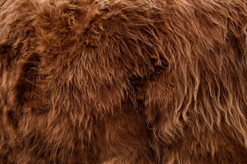 nature, pattern, domestic animals, copy-space, fur, domestic, one animal, 4K, animal body part, animal skin, backgrounds, countryside, close-up, blank-space