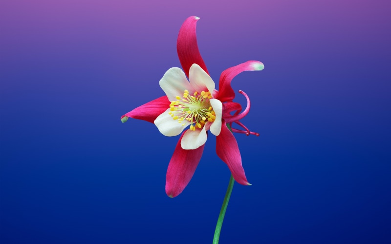 Aquilegia, Stock, iOS, x, 2K, iPhone, flower