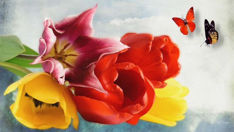 firefox persona, 3d and abstract, tulips, colorful, flowers, butterflies, color, bright, 1080P, spring