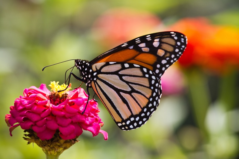 yellow, Butterfly  butterfly, summer, butterfly - Insect, beauty In Nature, macro, insect, butterfly, animal Wing, multi Colored, animal, flower, nature
