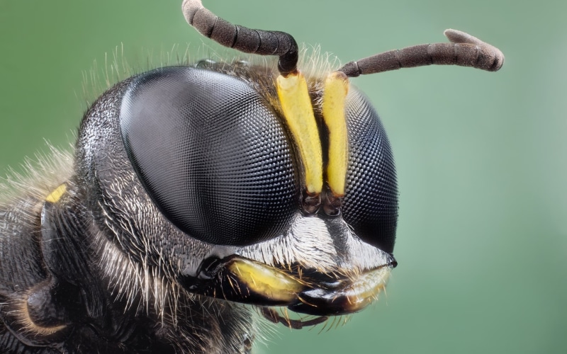 insect, focus on foreground, animal Eye, backgrounds, animal mouth, animal themes, invertebrate, extreme close-up, animal head, small, close-up, beauty in nature