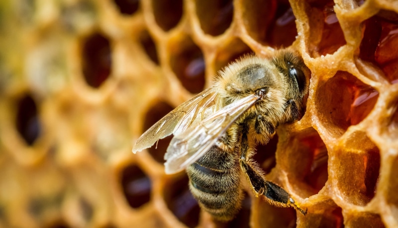 arthropod, honey, insect, animal eye, animal wildlife, nature, focus on foreground, animals, animal, bee, animal body part, invertebrate, macro, close-up