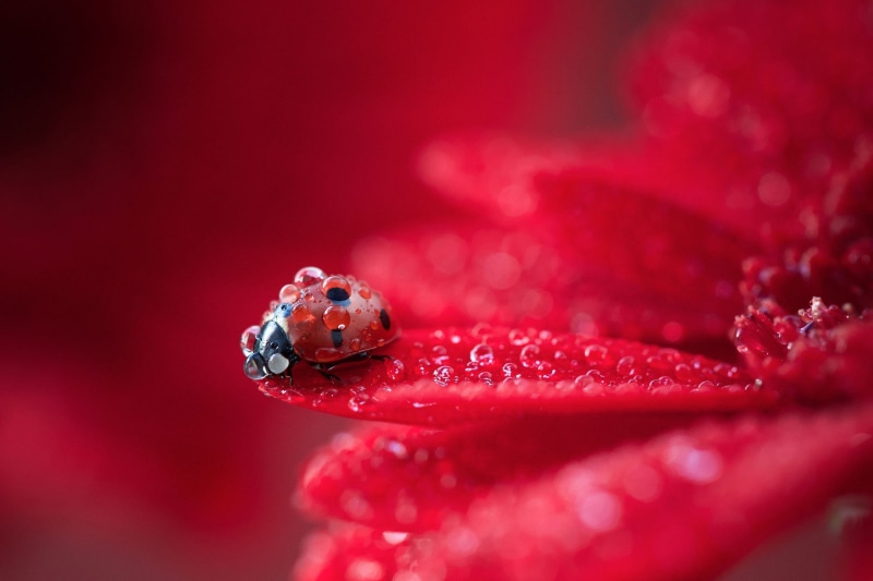 dew, no people, drop, flower head, water drops, one animal, selective focus, ladybug, close-up, ladybugs, insect, red, flower, 1080P, animals in the wild