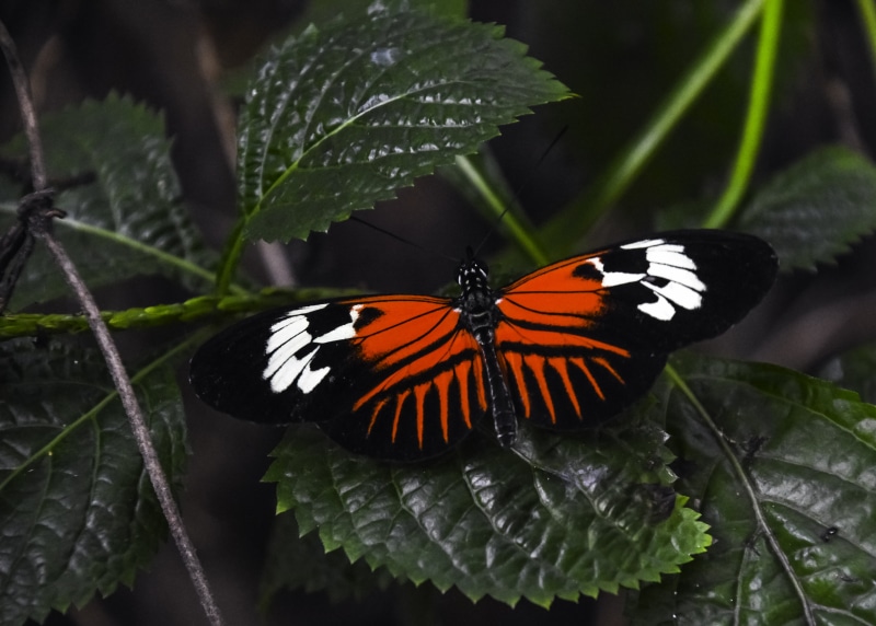 postman, black butterfly, Heliconius  melpomene, red  green, butterfly, green leaf, Madeira, insect, beautiful, wings, green, animal Wing, animal, beauty In Nature