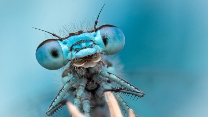 animal wildlife, fly, close-up, animal eye, animal head, no people, eye, zoology, animal body part, extreme close-up, animals in the wild, nature, animal wing