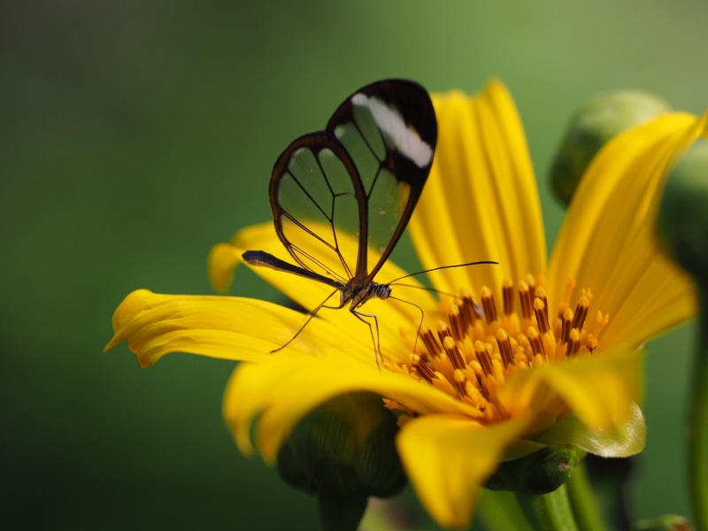 yellow, black, petaled, beauty In Nature, close-up, nature, plant, summer, insect, macro, flower, butterfly, 1080P
