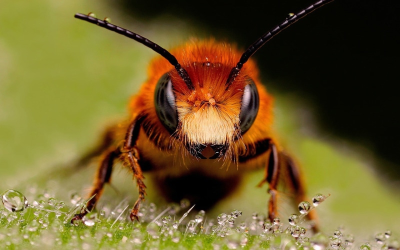 yellow, animal antenna, eye, outdoors, insect, no people, animals in the wild, bee, honeybee, zoology, nature, pollen, animal body part, brown, flower