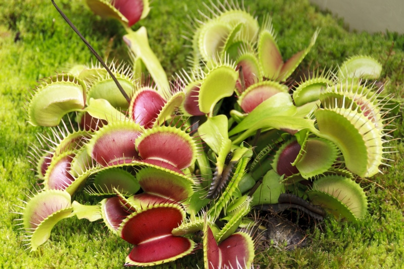 freshness, no people, macro, beauty in nature, eater, plants, 2K, trap, carnivorous, close, fly, black, flytrap, eating, day, green, catcher, tropical