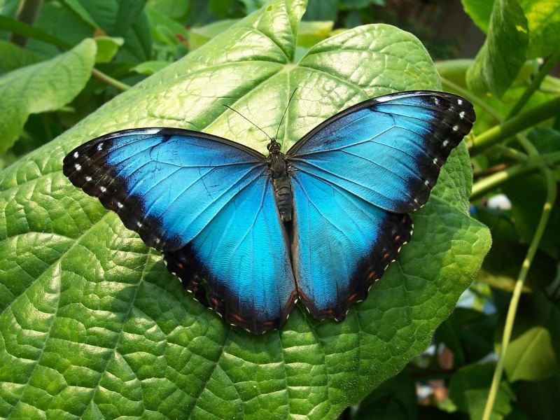 butterfly  butterfly, summer, wildlife, blue, 1080P, chattanooga  tennessee, black, butterfly, multi Colored, animal Wing, nature, insect, close-up, black butterfly