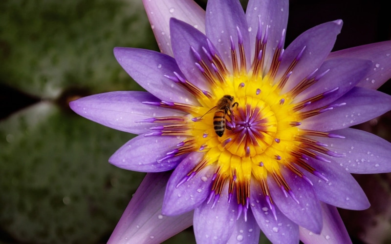 growth, fragility, insect, yellow, inflorescence, pollen, flowers, nature, wet, vulnerability, flower, bees, 720P, close-up, pollination, dew, petal, plants