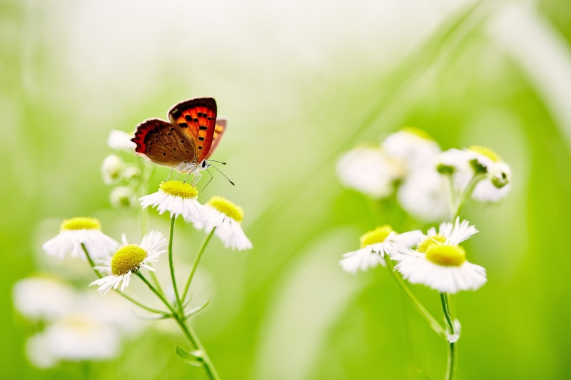 daisy, beauty In Nature, green Color, Saitama  JAPAN, brown daisy, insect, butterfly, plant, focus, brown, 5K, Canon, shi, close-up, macro, red, springtime