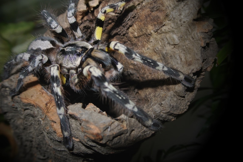 carnivore, animal, day, trunk, tarantula, spider, poecilotheria striata, one animal, tree, 4K, nature, outdoors, spooky, tree trunk, arachnid, close-up
