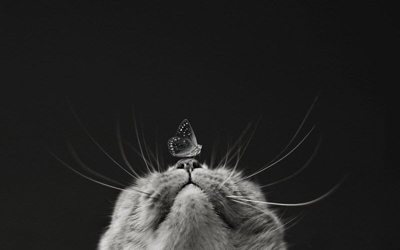 animal themes, mammal, invertebrate, insect, black and white, black background, animal, indoors, monochrome, 1080P, photography, close-up, arthropod, copy space