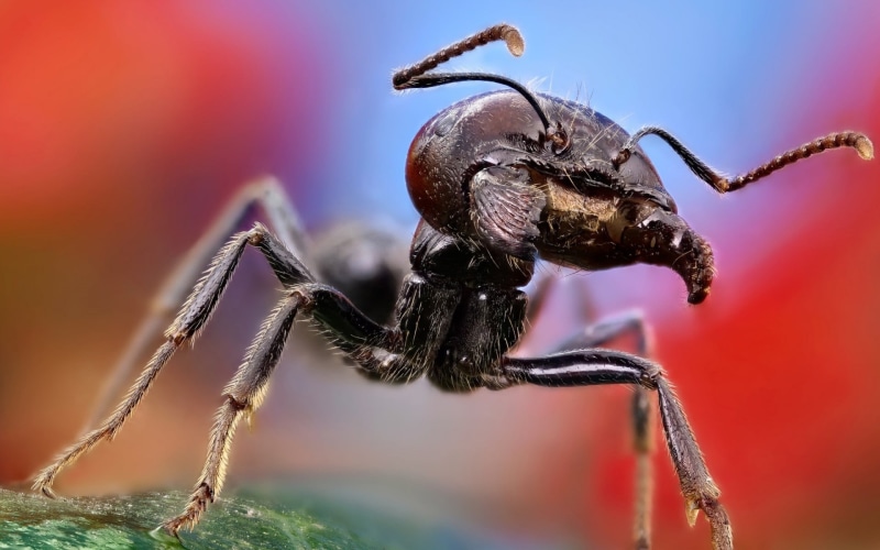macro, selective focus, small, animal eye, no people, focus on foreground, beetle, wildlife, red, animal Antenna, 1080P, animal wildlife, animal body part