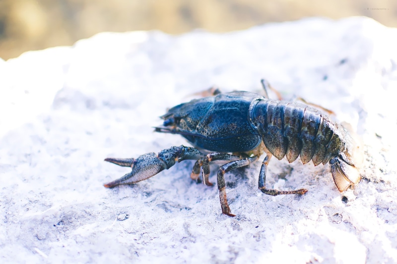 arthropods, animals, 1080P