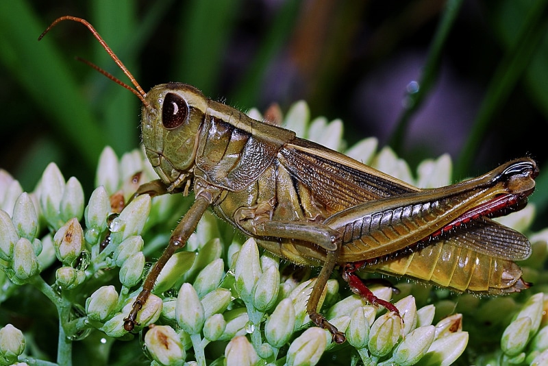 side view, outdoors, close-up, insect, animal themes, animals in the wild, grasshopper, one animal, animal body part, arthropod, plant, beauty in nature