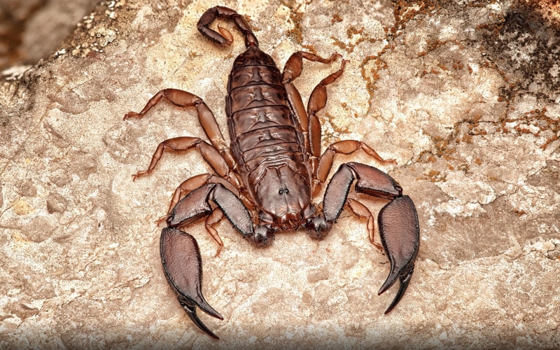 animal wildlife, rock, 4K, one animal, arthropod, scorpio, arachnid, hormiops, vertebrate, animal, mobile, outdoors, solid, hd, land, day,