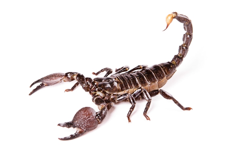 shot, 2K, animal wildlife, zoology, nature, isolated, studio shot, studio, brown, stinger, poisonous, food and drink, insect, arthropod, wild, one animal