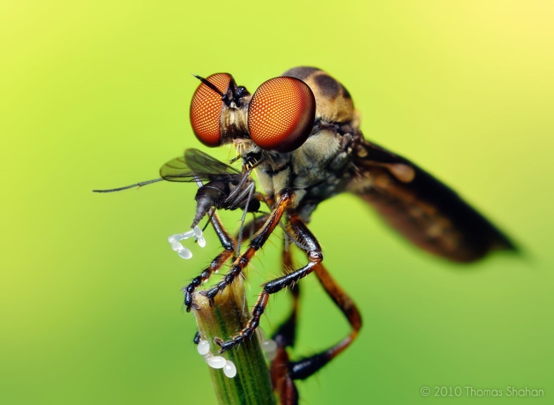 asilidae, 720P, bug, f/1.7, Robber Fly, insect, extension, flash  diffuser, thyristor, oklahoma, close-up, vivitar, antennae, micro, robberfly, fly, slr