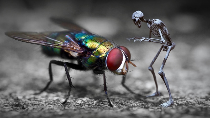 fantasy art, health, infection risk, skeleton, arthropod, risk, infection, fly, 1080P, encounter, disease, prevet, insect