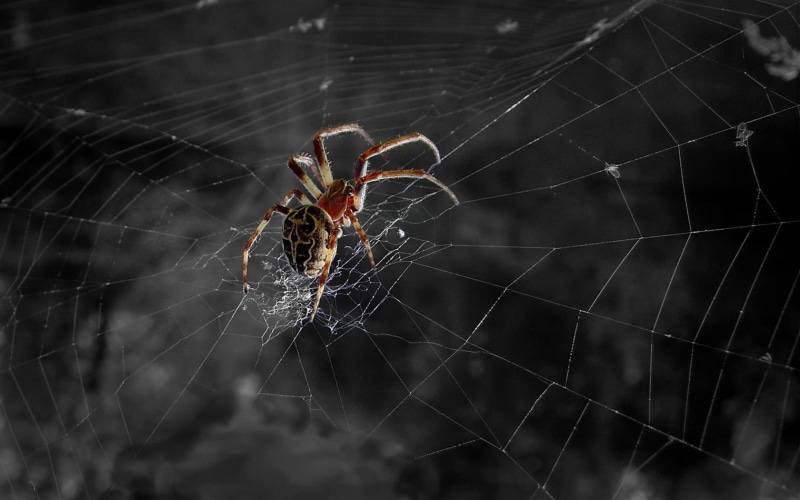 spider, spider web, orb, web, animal, fragility, survival, close-up, brown, one animal, focus on foreground, weaver, animal leg, no people, animal wildlife