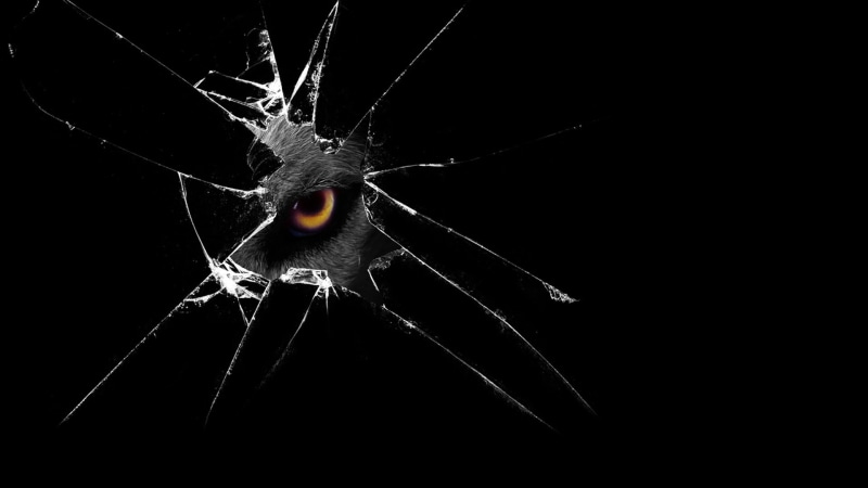 spider, invertebrate, 1080P, spies, nature, eyes, black background, studio shot, animal, breaking, creature, animal themes, close-up, broken, arthropod