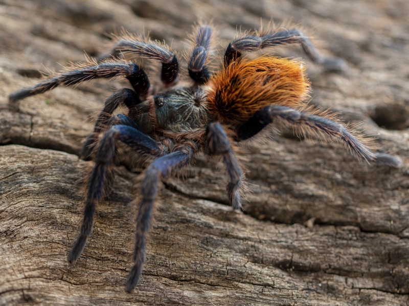 land, nature, green bottle blue, birdeater, animal wildlife, day, outdoors, invertebrate, green, creepy, pet, focus on foreground, phobia, animal themes