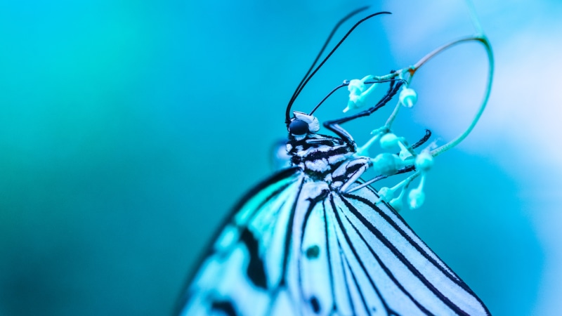 insect, macro photography, azure, 5K, photography, butterfly, close up, arthropod, blue butterfly, pollinator