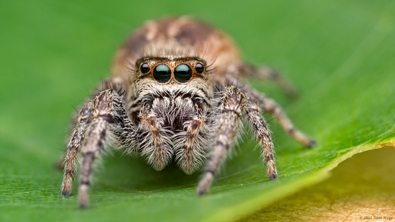 militaris, fangs, palps, diffuser, salticid, jumping spider, wildlife, chelicerae, nature, grey, eyes, Eris, flash, close-up, spider, animal, brown, insect