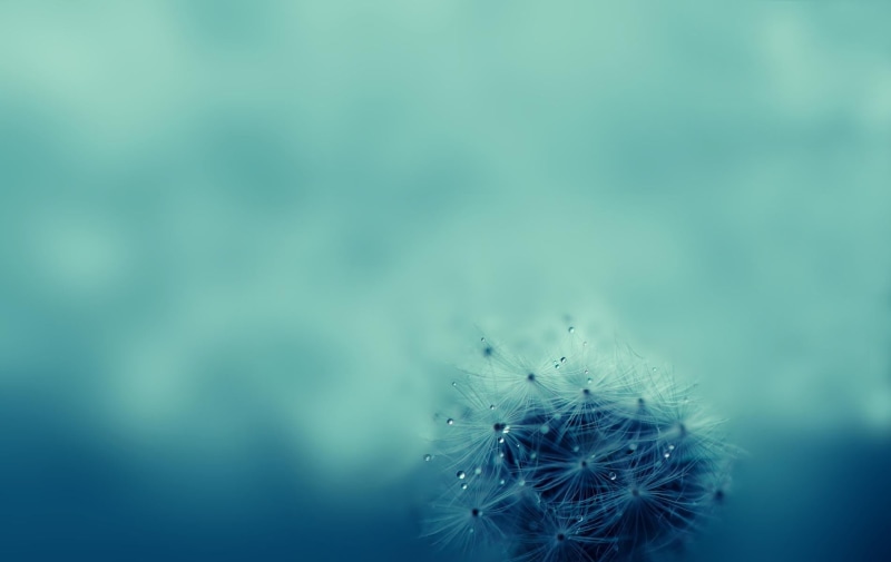 720P, focus on foreground, outdoors, plants, beauty in nature, arachnid, closeup, fragility, spider, plant, close-up, animal, vulnerability, water drops