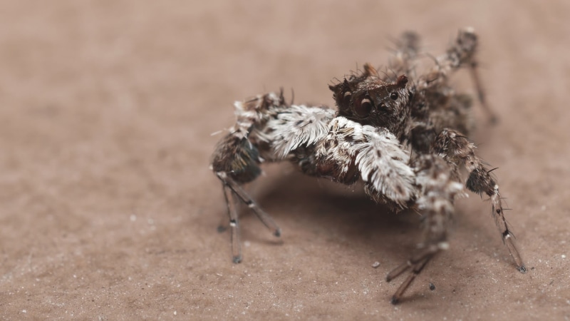 animal, animal themes, nature, selective focus, animals in the wild, insect, spider, Jumping Spider, land, mammal, zoology, audax, outdoors, brown, close-up
