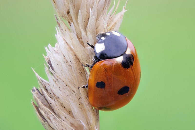 plant, arthropods, zerene, green Color, ladybug, Seven Spot Ladybird, red, natural light, macro photography, withered, seven-spotted ladybug, animal, field