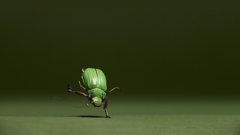 close-up, green color, 1080P, invertebrate, fly, humor, animals, copy space, arthropod, animal themes, digital art, macro, animal wing, animals in the wild