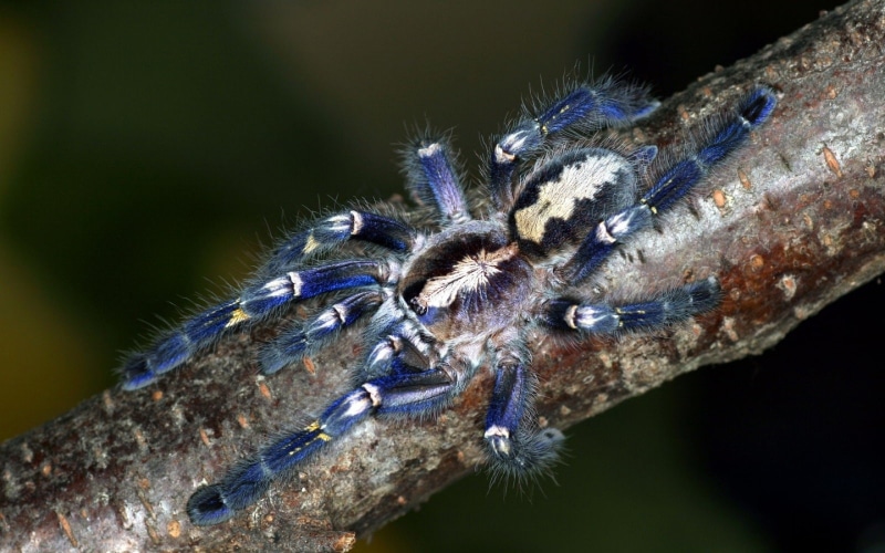 poecilotheria, 2K, metallica, animals, spiders, arachnids