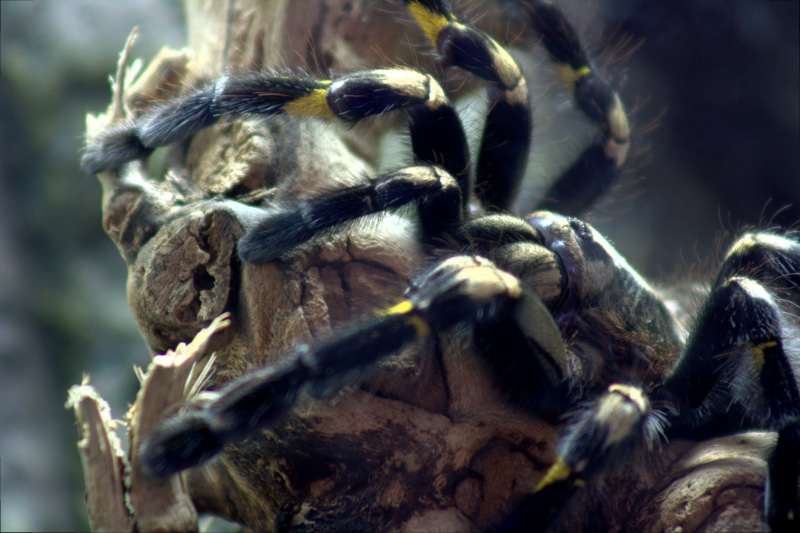 insect, macro, outdoors, animal body part, arachnid, selective focus, day, animals in the wild, tree tarantula, wildlife, invertebrate, focus on foreground