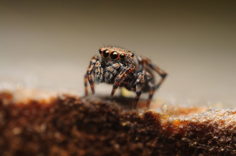 2K, spider, animals, animal body part, no people, invertebrate, insect, animal themes, selective focus, outdoors, nature, animal wildlife, Jumping Spider