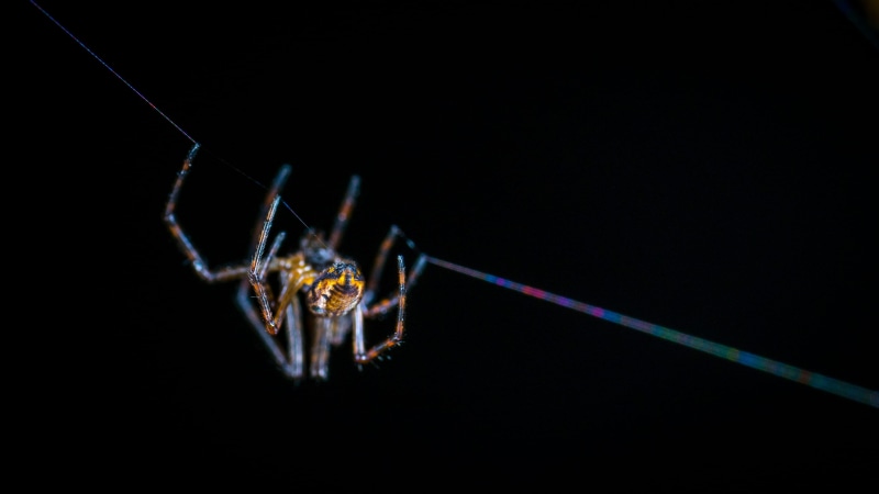 spider, spider web, macro photography, web, biology, dark, no people, animal themes, selective, colors, indoors, black background, brown, close-up, vulnerability