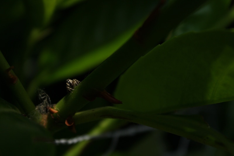 no people, Arachnids, natural light, insect, animals in the wild, green color, one animal, plant part, close-up, macro, animal wildlife, growth, day, animal body part