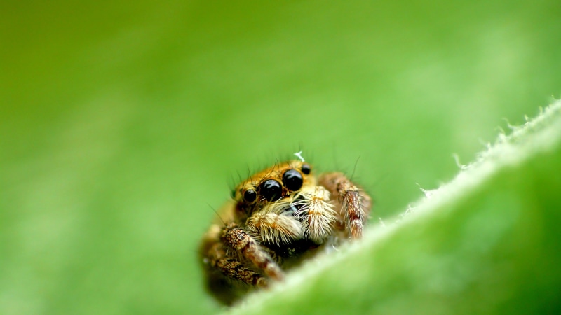 close-up, jumping  spider, Jumping spider, Japan, leaf, クモ, animal, insect, brown, jumping, small, arachnid, macro, green leaf, wildlife, brown spider