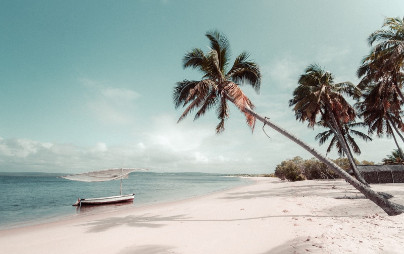 no people, cloud - sky, tree, coconut palm tree, water, vehicle, outdoors, plant, coconut, sea, tropical tree, beside, land, palm, invertebrate, grey, shoreline