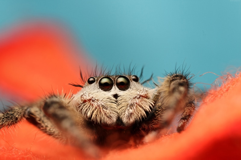 8k, blue, 5K, Jumping Spider, 5k, insects, macro, black, arachnid, orange, eyes, cute, 4k
