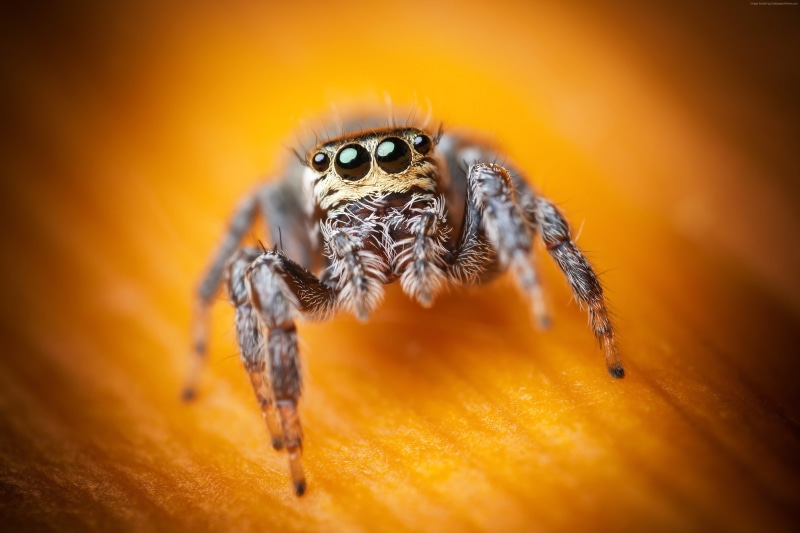 insects, macro, cute, yellow, eyes, black, arachnid, 4K, Jumping Spider