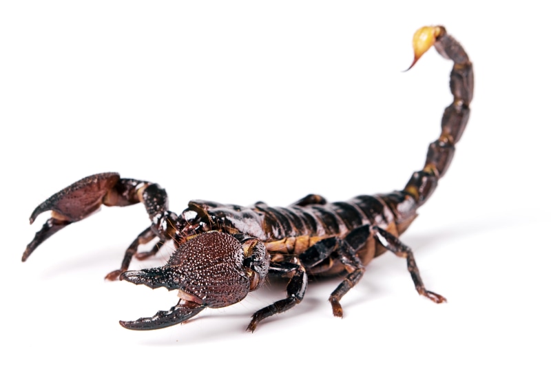 wildlife, stinging, animal wildlife, arthropod, studio shot, scorpion, stinger, tail, one animal, danger, invertebrate, background, zoology, animal themes