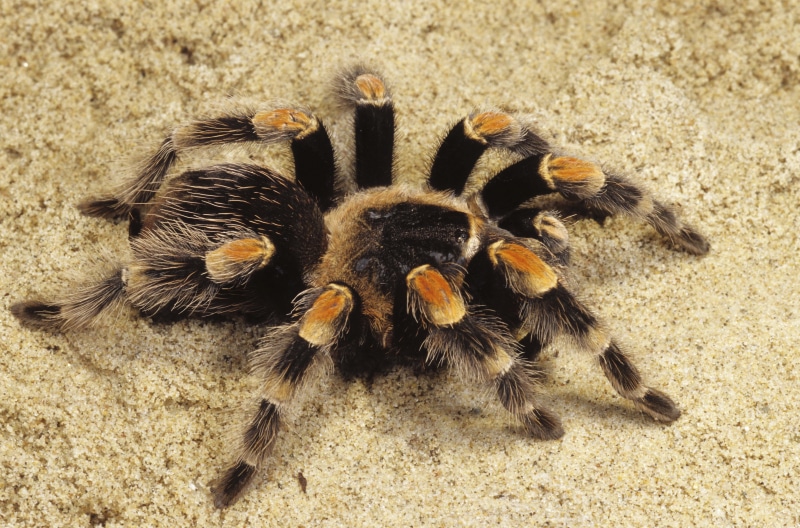 day, sand, tarantula, backgrounds, high angle view, hairy, poisonous, land, arachnid, close-up, macro, spooky, invertebrate, bee, arthropod, animal wildlife