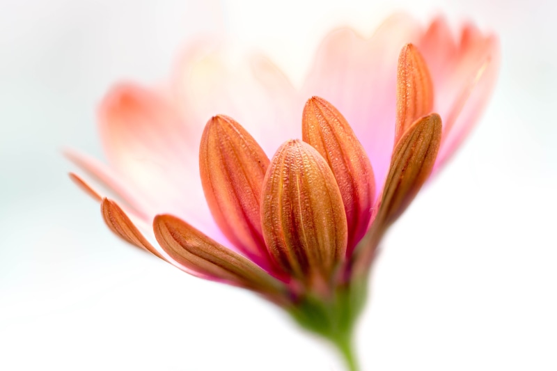 beauty In Nature, daisies, petal, Stacker, nature, Colorado, Zerene, macro, close-up, pink, indoor, photography, floral, African, flower Head, flower, high key