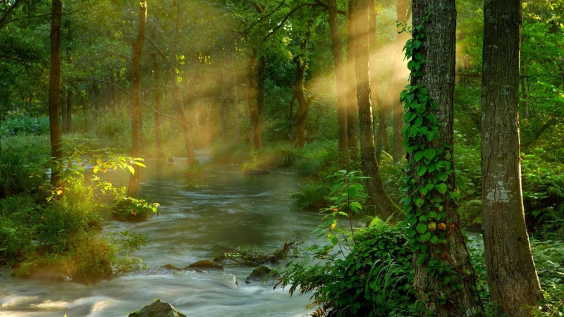 asia, landscape, ethereal, beauty, japan, natural world, water, sunbeams, forest, east asia, sunbe, time exposure, 1080P