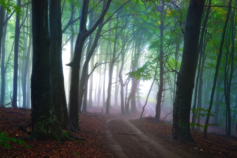 tree, growth, scenics - nature, forest, branch, fairy Tale, 1080P, plant, lush Foliage, environment, woodland, scenics, ethereal, shadow, season, tranquil Scene